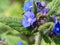 Flowers of alkanet in spring