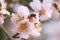 flowers almond almods tee bee steams pollination macro