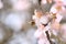 flowers almond almods tee bee steams pollination macro