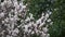 Flowers on almond tree. Blooming almond. Crown of tree sways on wind