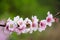 Flowers of almond tree in detail