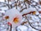 Flowers  almonds and others under the snow