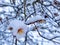 Flowers  almonds and others under the snow