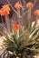 Flowers of the Aloe Cameronii (Red Aloe Vera)