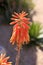 Flowers of the Aloe Cameronii (Red Aloe Vera)