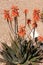 Flowers of the Aloe Cameronii (Red Aloe Vera)