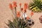 Flowers of the Aloe Cameronii (Red Aloe Vera)