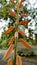 flowers of the aloe vera plant