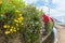 Flowers along a Levada irrigation canal at Madeira Island, Portugal