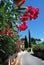 Flowers along the street in Mediterranean town