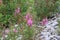 Flowers along the Track