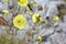 Flowers of Altai Mountains, yellow poppy, Papaveraceae family,  Russia