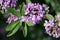 Flowers of an alternate-leaved butterfly-bush Buddleja alternifolia