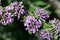 Flowers of an alternate-leaved butterfly-bush Buddleja alternifolia