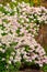 Flowers Alyssum (Lobularia maritima).