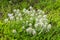 Flowers Alyssum Lobularia maritima, California