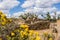 Flowers and ancient Native American ruins, Aztec Pueblo, New Mexico