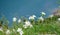 Flowers of Anemone narcissiflora
