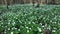 flowers of anemone oakwood (Anemone nemorosa) against the background of green leaves.