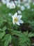 flowers of anemone oakwood (Anemone nemorosa) against the background of green leaves.