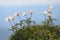 Flowers Anemone patens in the mountains