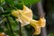 The flowers of the Angel`s Trumpet, Brugmansia aurea