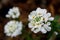 Flowers of Annual Candytuft, Iberis Amara