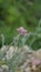 flowers of Antennaria dioica also known as cats foot, rose, Stoloniferous pussytoes