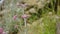 flowers of Antennaria dioica also known as cats foot, rose, Stoloniferous pussytoes