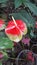   Flowers . Anthurium . Red mixed with  fading green .