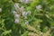 Flowers from apple mint plant mentha suaveolens