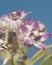 Flowers of Apple of Sodom Calotropis procera.