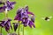 Flowers of  Aquilegia vulgaris  European columbine, Common columbine, Granny`s nightcap, Granny`s bonnet