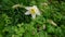 Flowers Aquilegia vulgaris or European Columbine in Wind