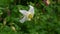 Flowers Aquilegia vulgaris or European Columbine in Wind