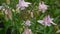 Flowers Aquilegia vulgaris or European Columbine in wind in the flowerbed.