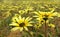 Flowers - Arctotheca calendula