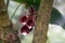 Flowers of Aristolochia arborea, growing on a tree trunk.