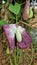 Flowers of Aristolochia littoralis, Calico flower, Dutchmans pipe etc