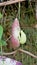 Flowers of Aristolochia littoralis, Calico flower, Dutchmans pipe etc