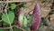 Flowers of Aristolochia littoralis, Calico flower, Dutchmans pipe etc