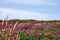 Flowers around Wheal Coates