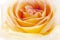 Flowers art closeup. Yellow rose.