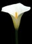 Flowers - Arum Lily