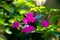 Flowers of Asia pink Bougainville glabra with leaves