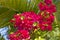 Flowers of Asia Pink Bougainville glabra with leaves