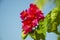 Flowers of Asia Pink Bougainville glabra with leaves