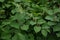 Flowers of Asian knotweed, Fallopia japonica.shoots of Japanese Knotweed, Polygonum cuspidatum, Fallopia japonica