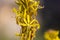 Flowers of Asphodeline lutea
