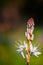 Flowers of Asphodelus ramosus, also known as branched asphodel